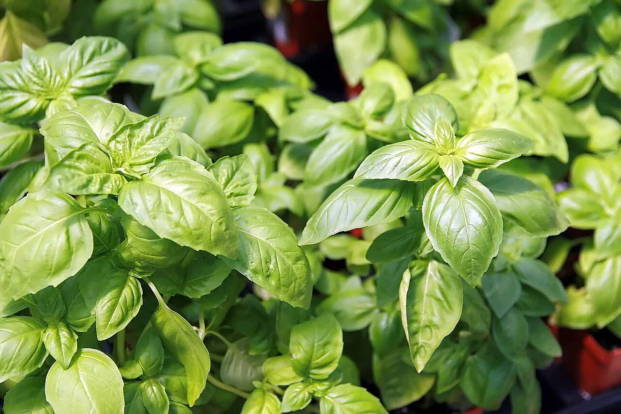 Bulk Basil from Egypt