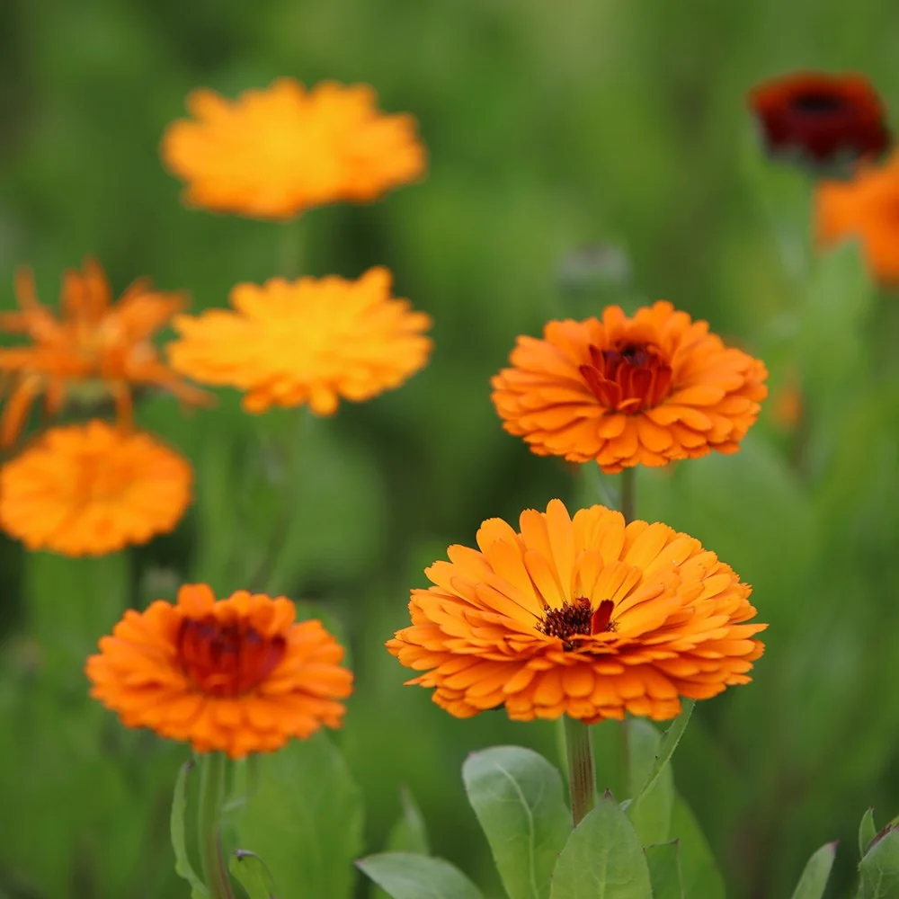 Bulk Calendula from Egypt