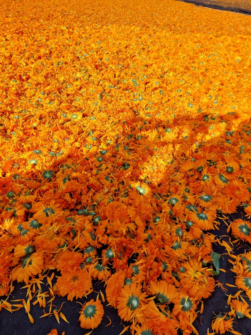 Calendula thumbnail 2