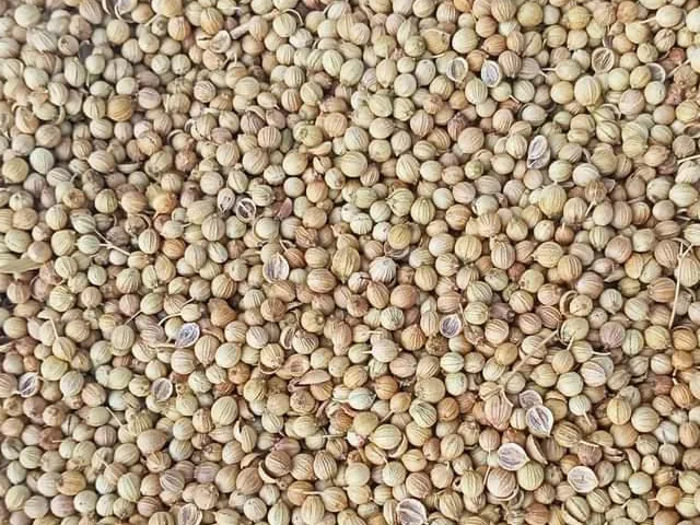Coriander Seeds thumbnail 2