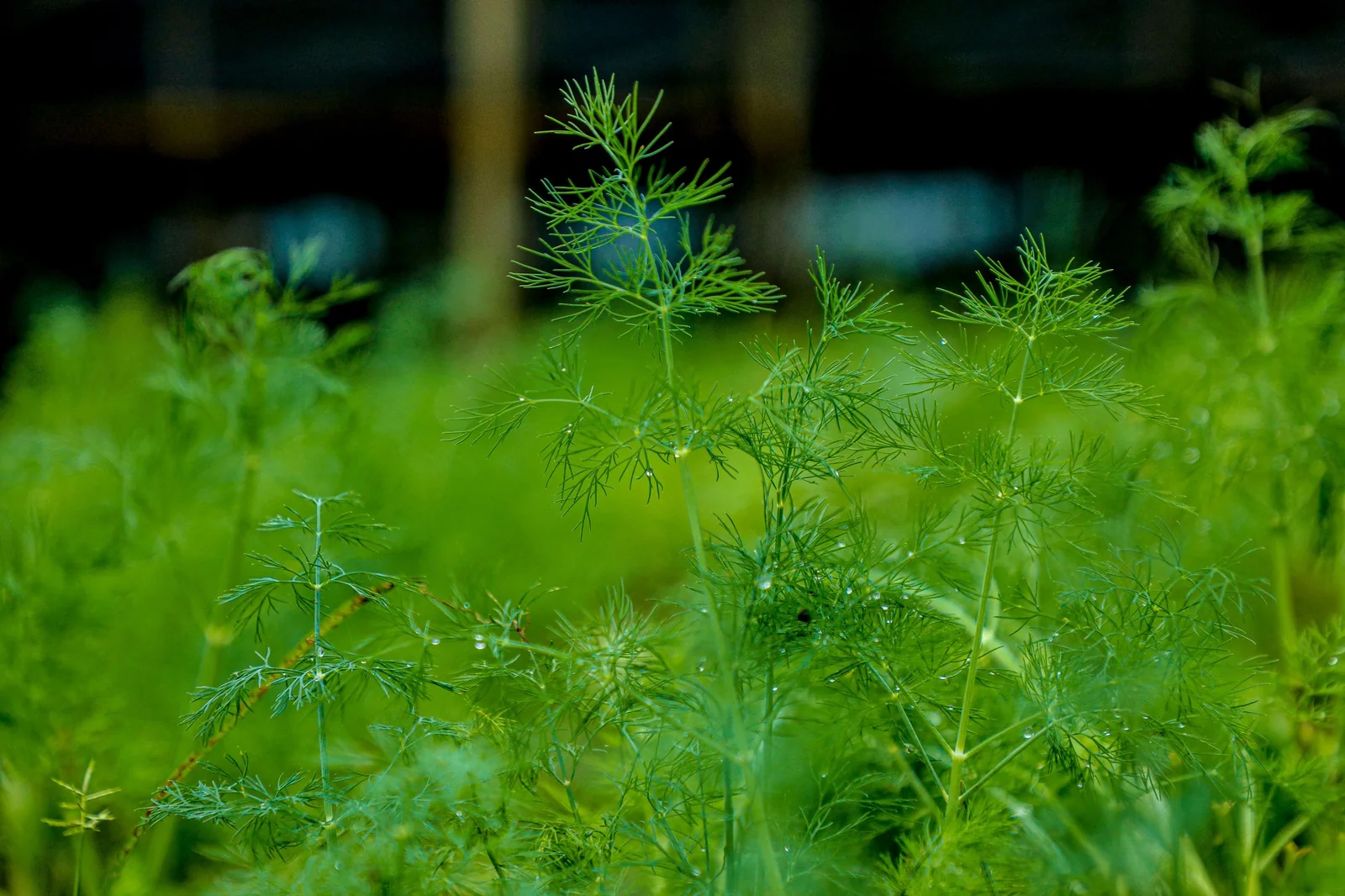 Bulk Dill from Egypt