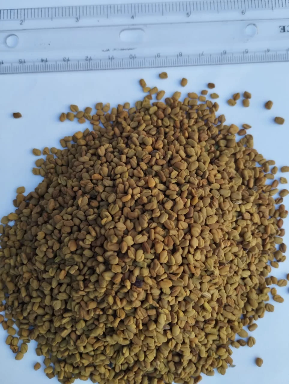 Fenugreek Seeds thumbnail 2