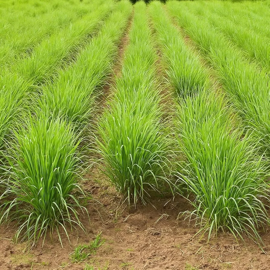 Bulk Lemongrass from Egypt
