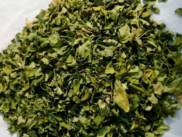 Moringa thumbnail 2