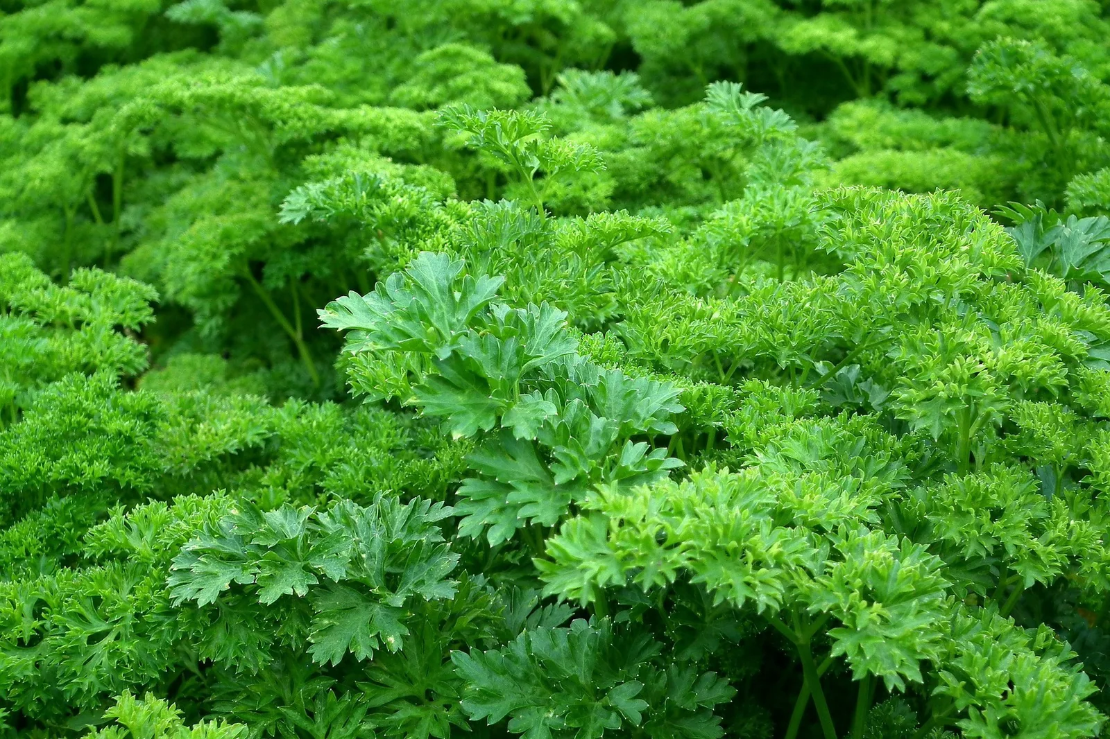 Bulk Parsley from Egypt