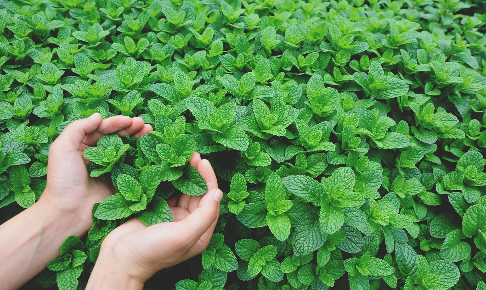 Bulk Peppermint from Egypt