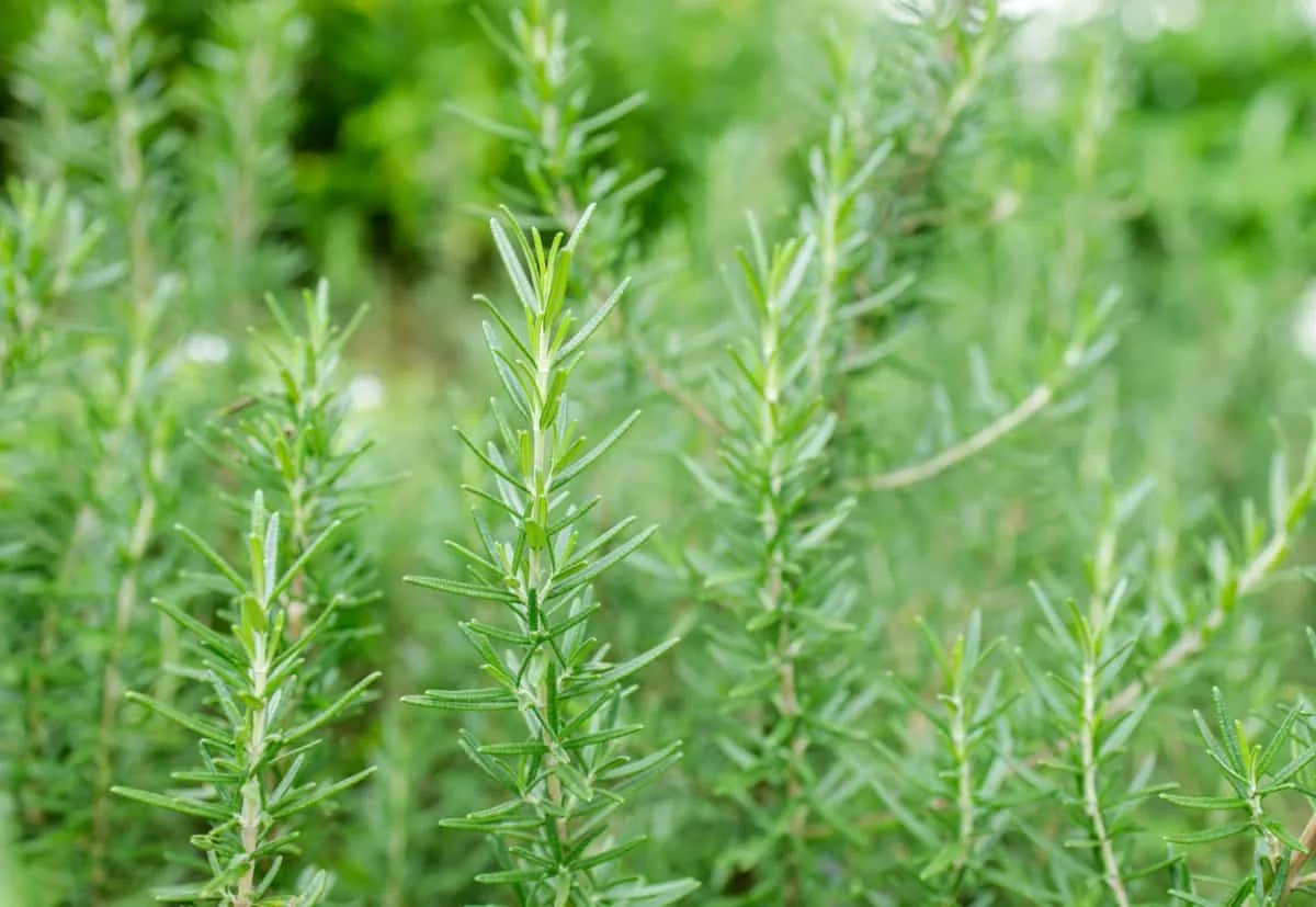 Bulk Rosemary from Egypt