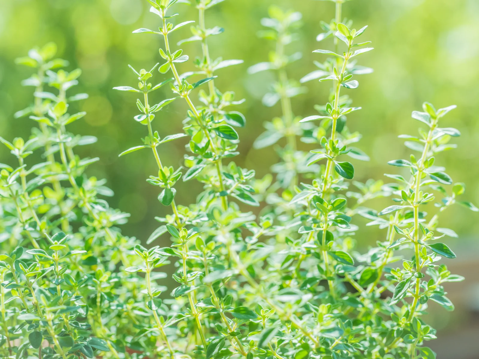 Bulk Thyme from Egypt